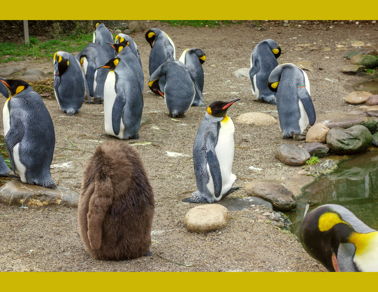 Zoológico de Zúrich